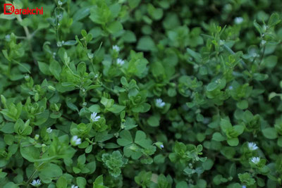 'Aprelning ilk kunida ob-havo qanday bo‘ladi?'ning rasmi