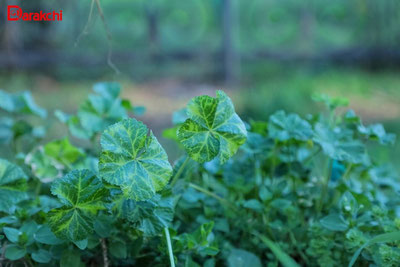 Изрображение 'В Ташкенте сегодня +28'