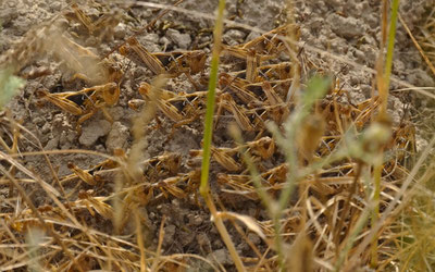 Изрображение 'В Узбекистане началась работа по пресечению распространения саранчи'