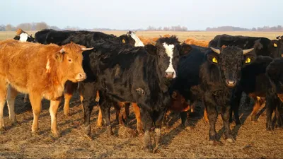 Изрображение 'На севере Китая зафиксировали вспышку ящура'