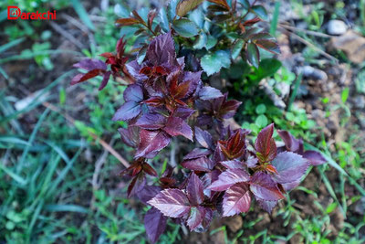 Изрображение 'В Ташкенте воздух прогреется до +24'