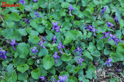 Изрображение 'Осадки и температурные качели: обзор погоды за прошедший март'