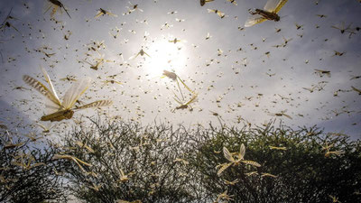 'O‘zbekistonda marokash chigirtkasi paydo bo‘ldi'ning rasmi