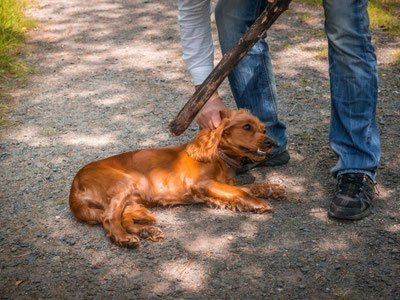 'Endi hayvonlarga shafqatsiz munosabatda bo‘lganlar bir yilgacha qamaladimi?'ning rasmi