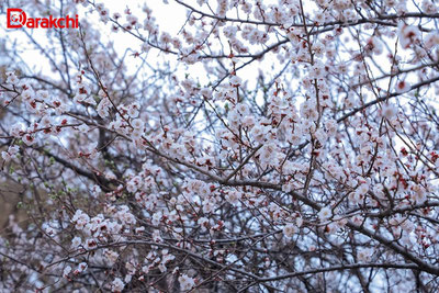 Изрображение 'В Ташкенте сегодня +19, временами дождь'