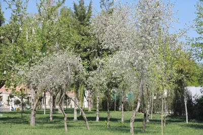 Изрображение 'Началась подача заявок на участие в проекте "Мой сад"'