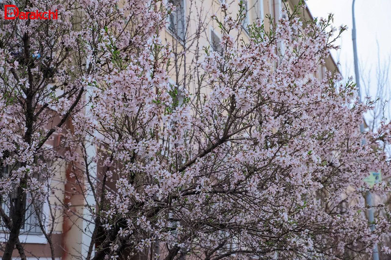 Изрображение 'В Ташкенте сегодня +26'