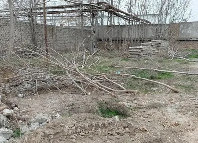 Изрображение 'В Янгиюле зафиксировали факт вырубки 121 дерева'