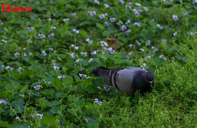 'Бугун ҳам баъзи жойларда ёмғир ёғиб, момақалдироқ бўлади'ning rasmi