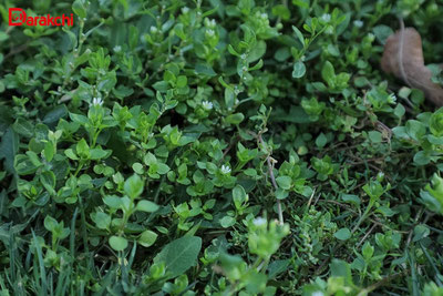 'Bugun ayrim joylarda yomg‘ir yog‘adi'ning rasmi