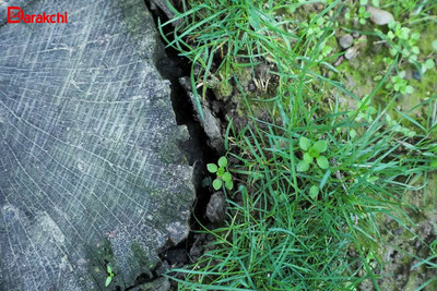 Изрображение 'В Ташкенте сегодня днем +25'