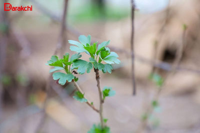 Изрображение 'На выходных осадки в большинстве регионов Узбекистана не обещают'