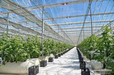 Image of 'Greenhouses in Tashkent city and region will be gradually relocated to Surkhandarya.'