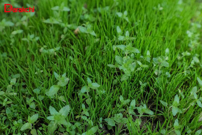 Изрображение 'В Ташкенте сегодня +28'