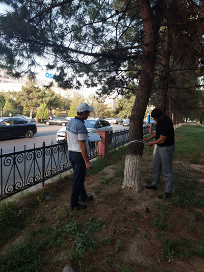 Изрображение 'В столичном управлении экологии объяснили вырубку деревьев по улице Кадыри'