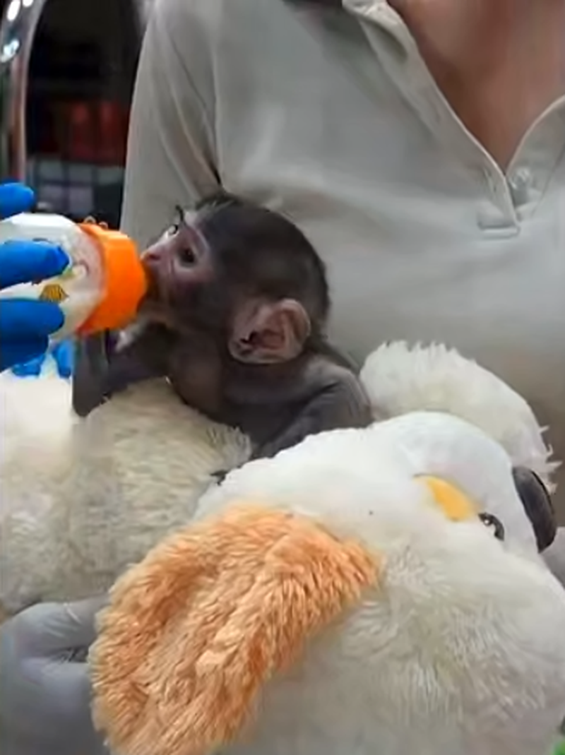 Изрображение 'Новый Панч: игрушка заменила детёнышу обезьяны маму в зоопарке Мексики (видео)'