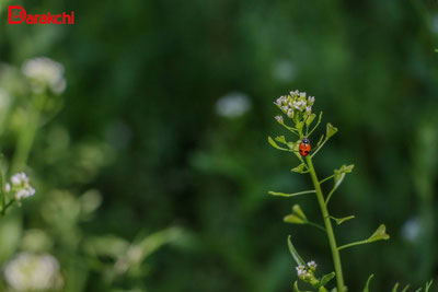 'Бугун қаерларга ёмғир ёғмайди?'ning rasmi