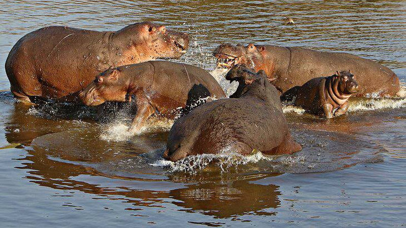 Изрображение 'В Колумбии решили усыпить 80 "бегемотов Эскобара"'
