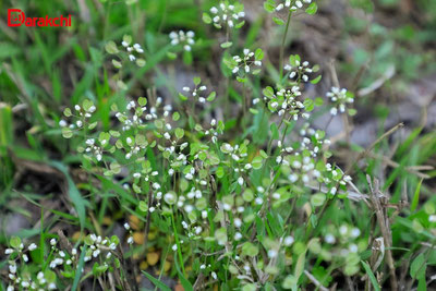 Изрображение 'В Ташкенте сегодня +15'