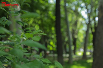 Изрображение 'В Ташкенте сегодня +16, небольшой дождь'