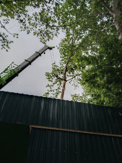 Изрображение 'Новый подход к устранению деревьев опробовали в Ташкенте'