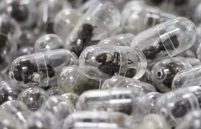 'Xitoylik fuqaro 2200 ta chumoli bilan qo'lga tushdi'ning rasmi