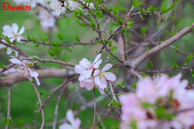 'Ўзбекистонда дам олиш кунлари илиқ ва қуруқ об-ҳаво кутилмоқда'ning rasmi