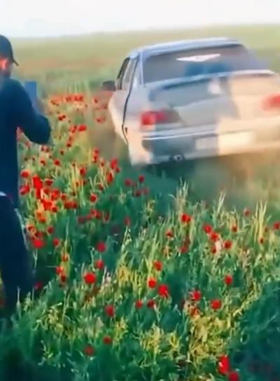 Изрображение 'Водители, уничтожавшие цветущее поле в Кашкадарье, оштрафованы на круглую сумму'