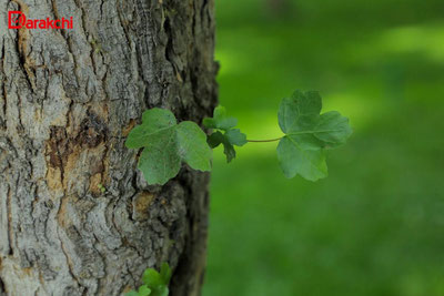 Изрображение 'В Ташкенте сегодня днем потеплеет до +27'