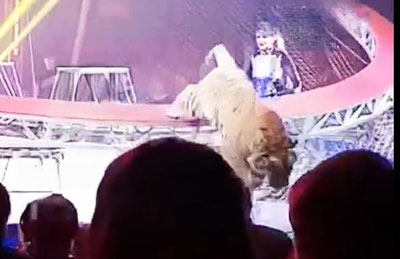 Изрображение 'Тигр выпрыгнул в зрительный зал в цирке в России (видео)'