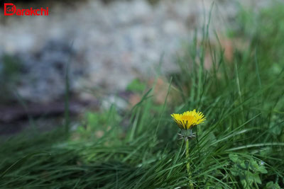 'Бугун ёмғир ёғиб, момақалдироқ бўлади'ning rasmi