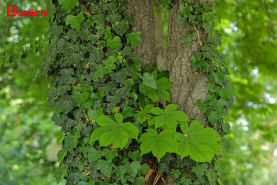 Изрображение 'В Ташкенте во второй половине дня дождь'