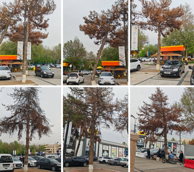 Изрображение 'В Ташкенте объяснили вырубку деревьев на улице Беруни'