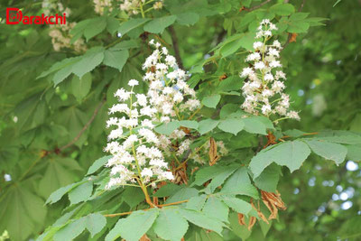 Изрображение 'В Ташкенте сегодня потеплеет до +27'