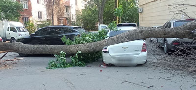 Изрображение 'В Чиланзарском районе на автомобиль Cobalt упало дерево'