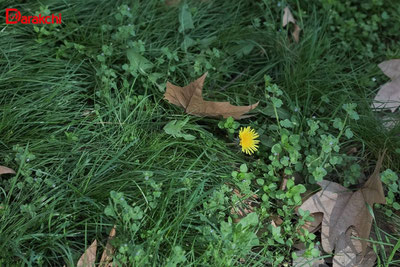 Image of 'What will the weather be like today?'