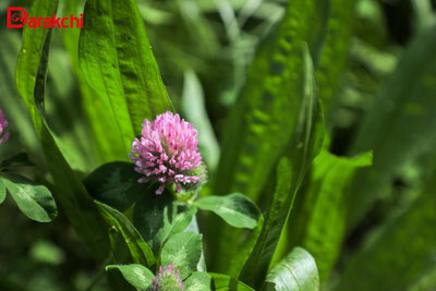 Изрображение 'В столице сегодня без осадков, +29'