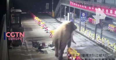 Изрображение 'Слон распугал пограничников, ворвавшись на КПП в Китае (видео)'