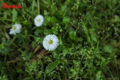 Изрображение 'В Ташкенте сегодня +30'