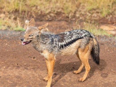 'Qozog‘istonda shoqol odamlarga hujum qildi'ning rasmi
