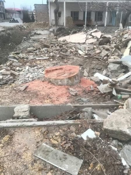 Самаркандец, срубивший чинару, оштрафован на 56 млн. сумов